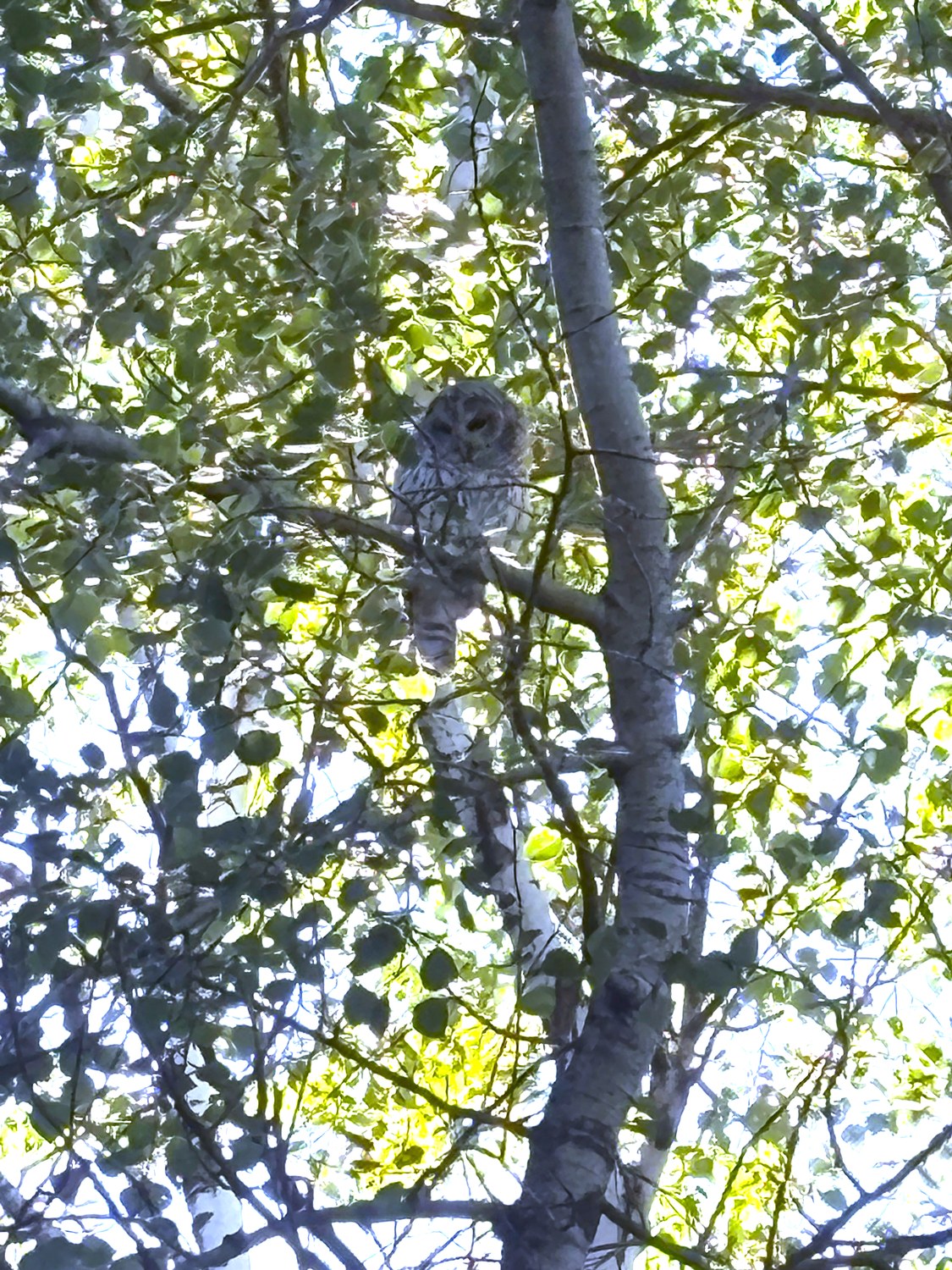 Owl, high in the canopy — Reported as a great grey — to be confirmed