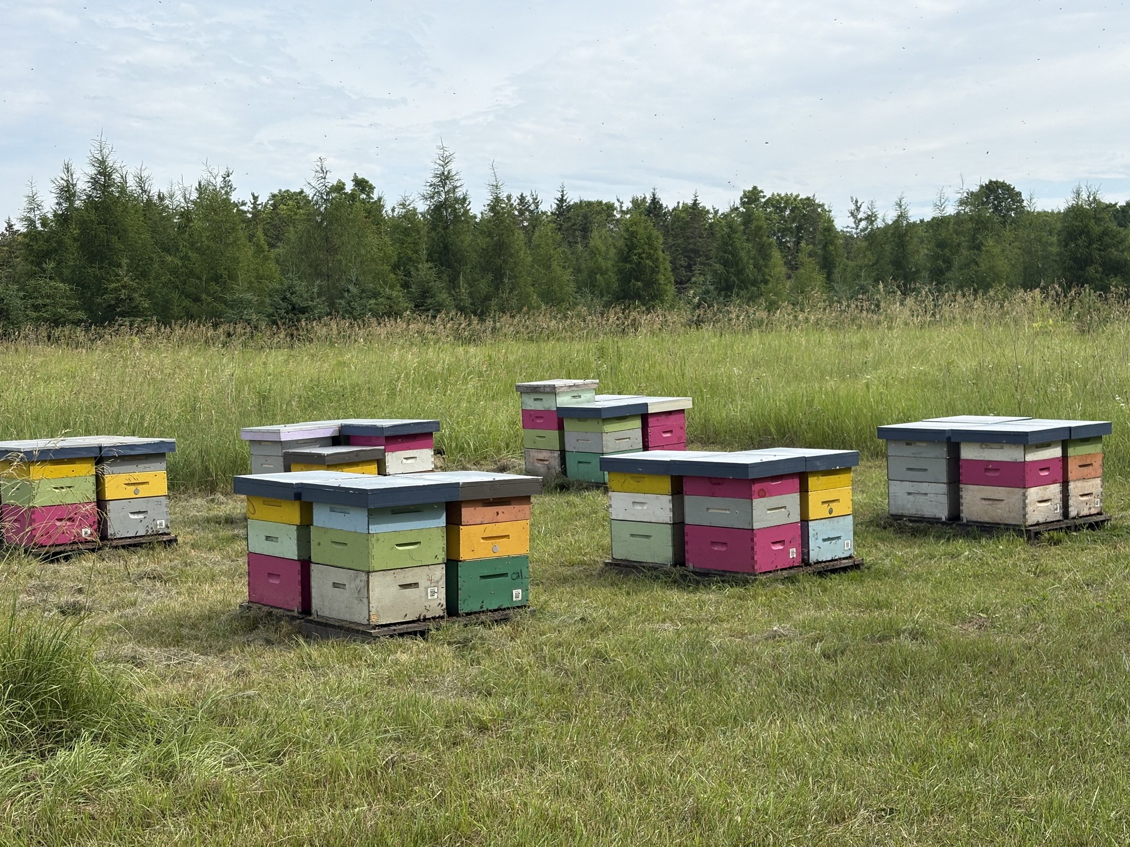 Beehives kept in the meadow on the property