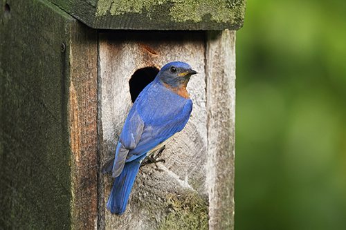 Eastern bluebird
