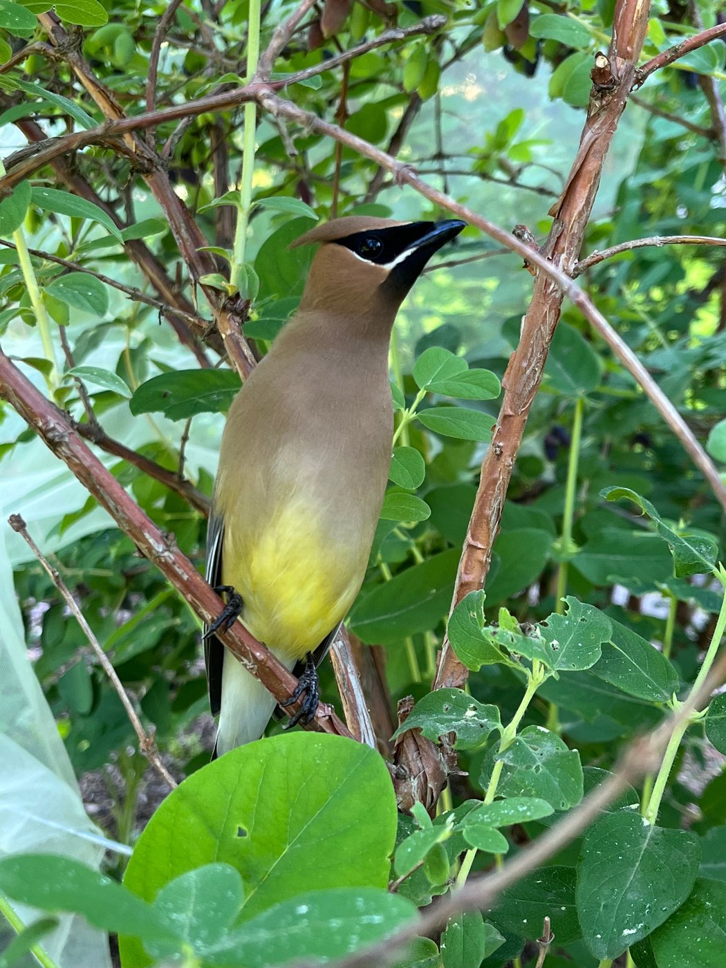 Cedar waxwing