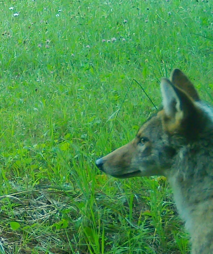 Coyote — On the trail camera, 7 May
