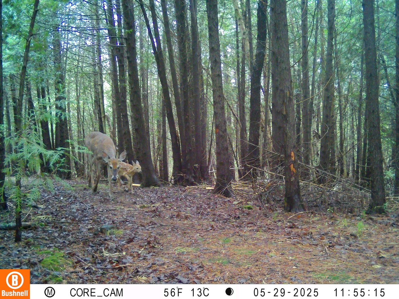 White-tailed deer and fawn — On the trail camera, 29 May