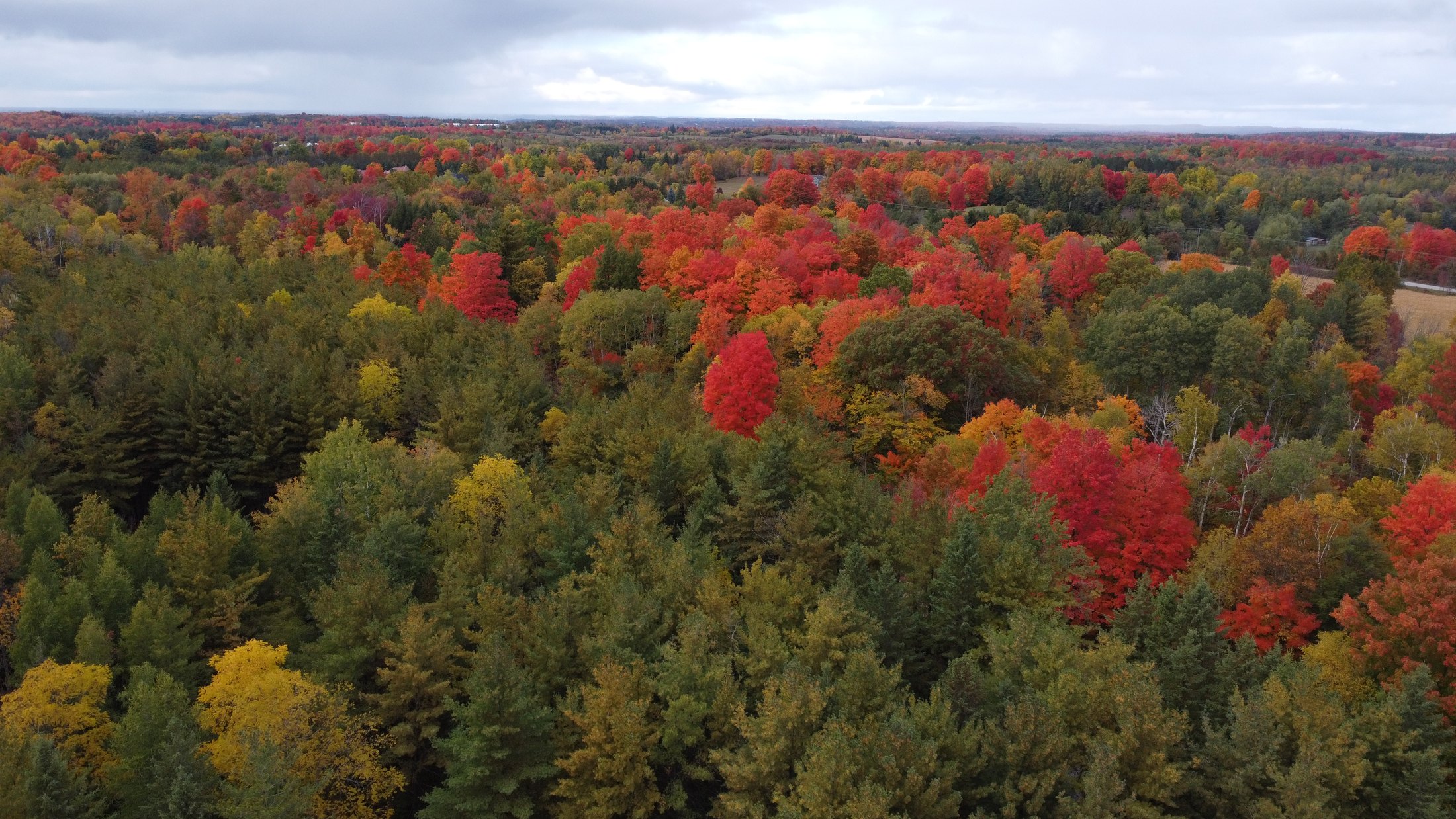 The property's forest in full autumn colour, photographed from the air