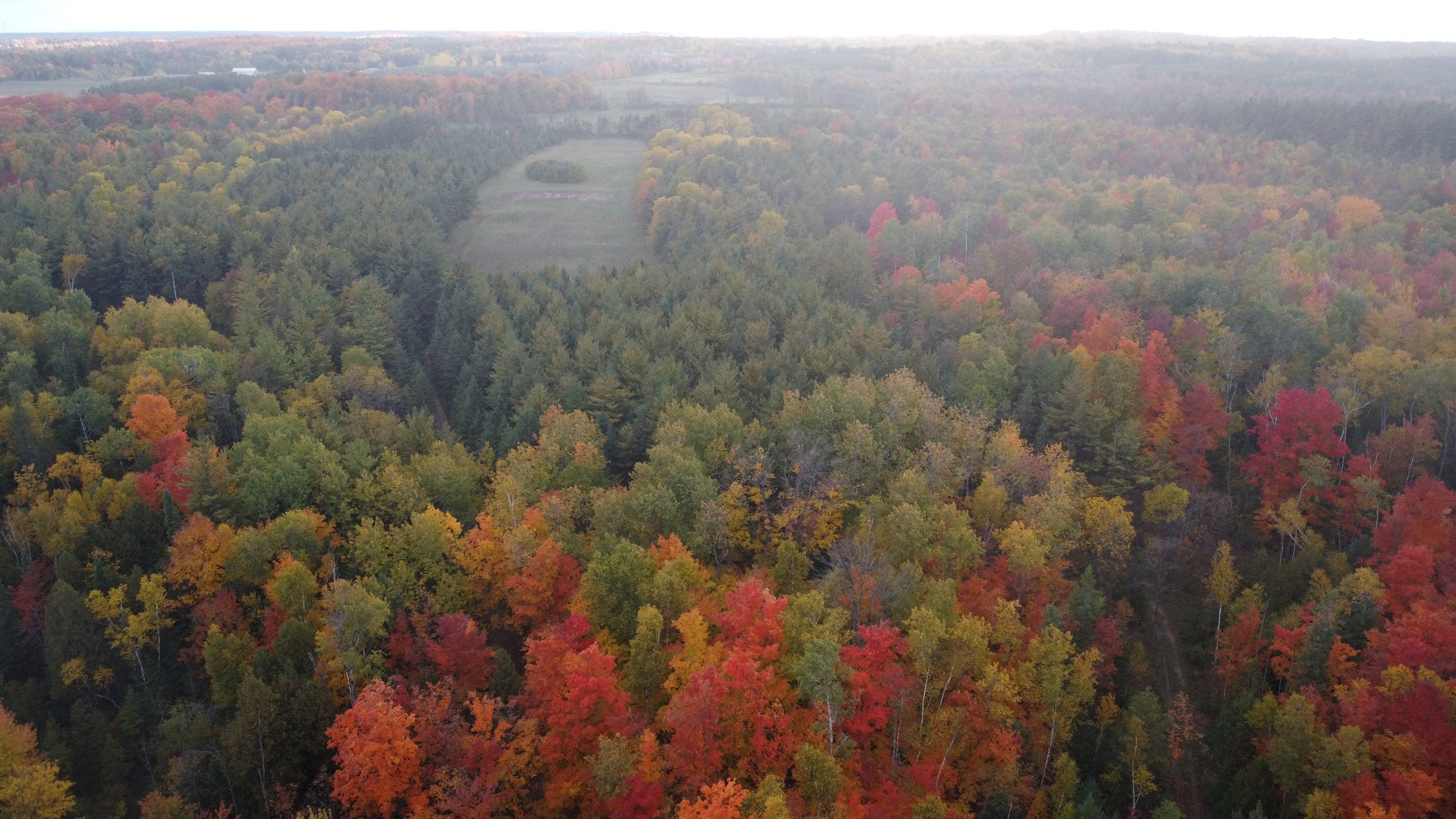 Aerial photograph of the property's forest in full autumn colour
