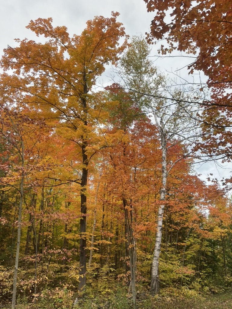 Autumn colour through the forest interior on the property