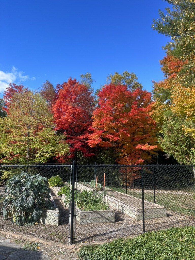 A maple in full red autumn colour on the property
