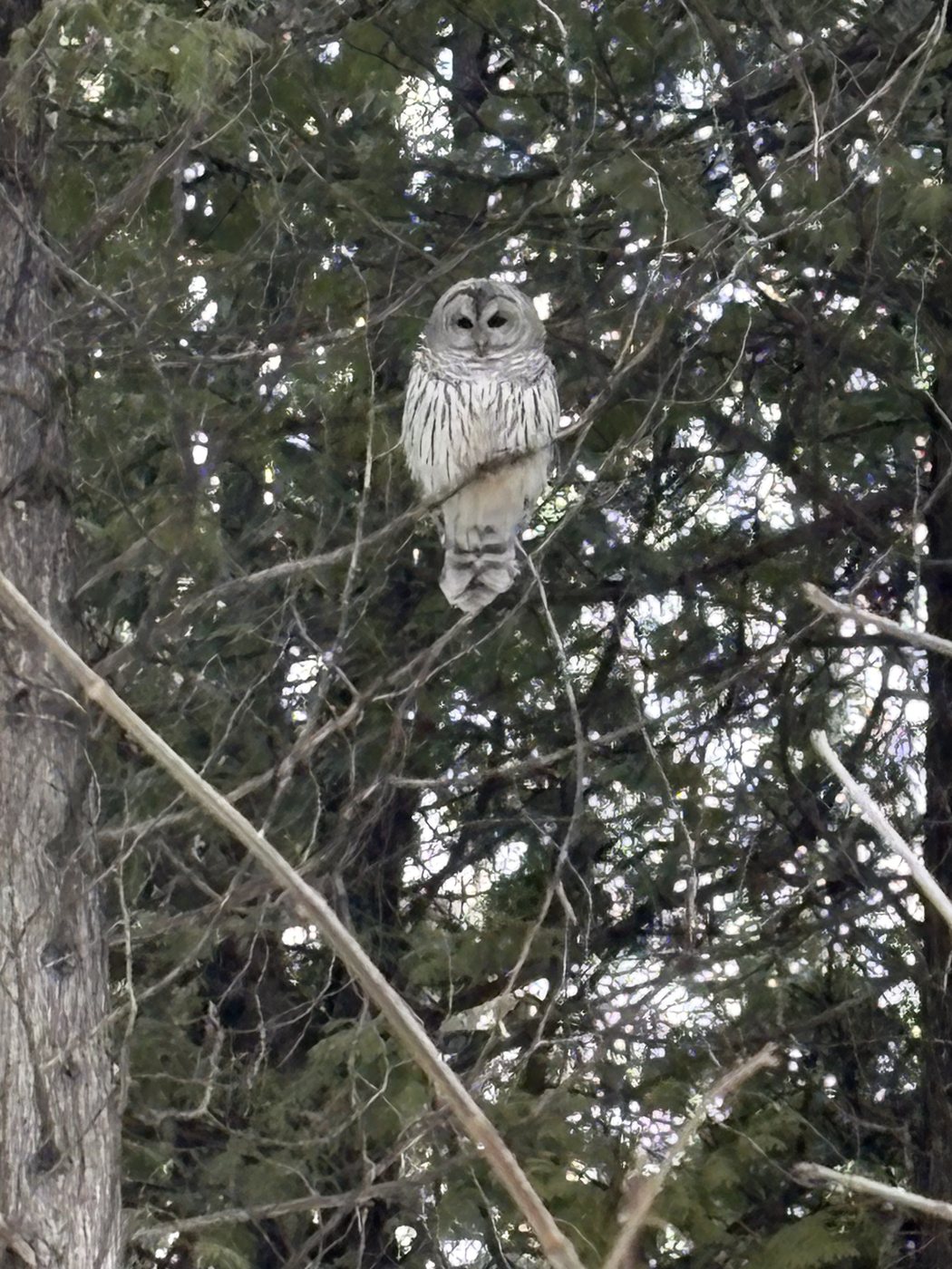 Barred owl — Photographed on the property