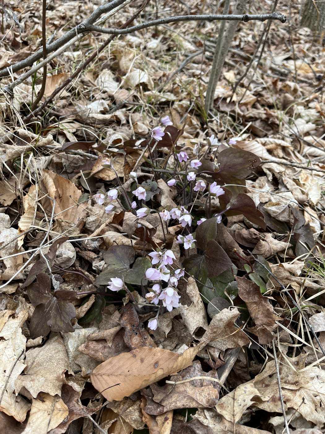Hepatica — 1 April — among the first up