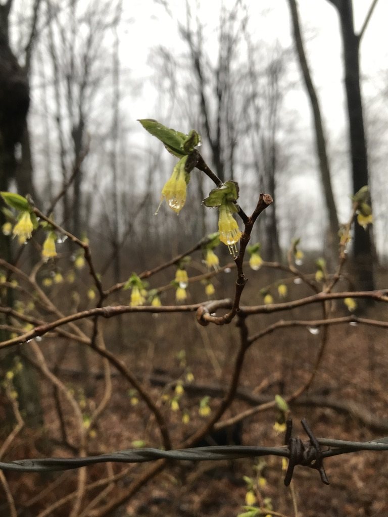 Eastern leatherwood — 11 April