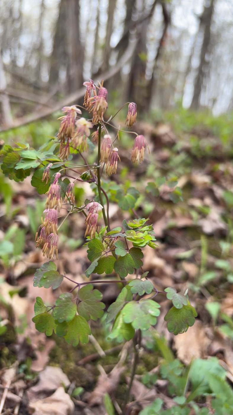 Early meadow rue