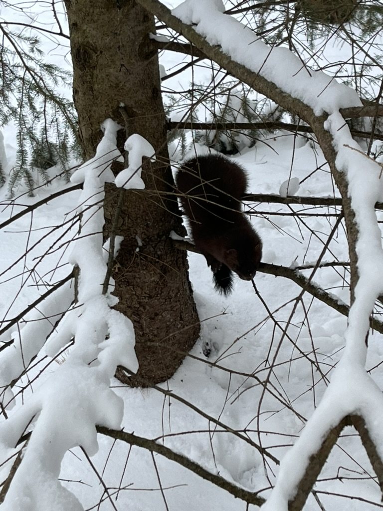 A mink on a snow-covered branch on the property