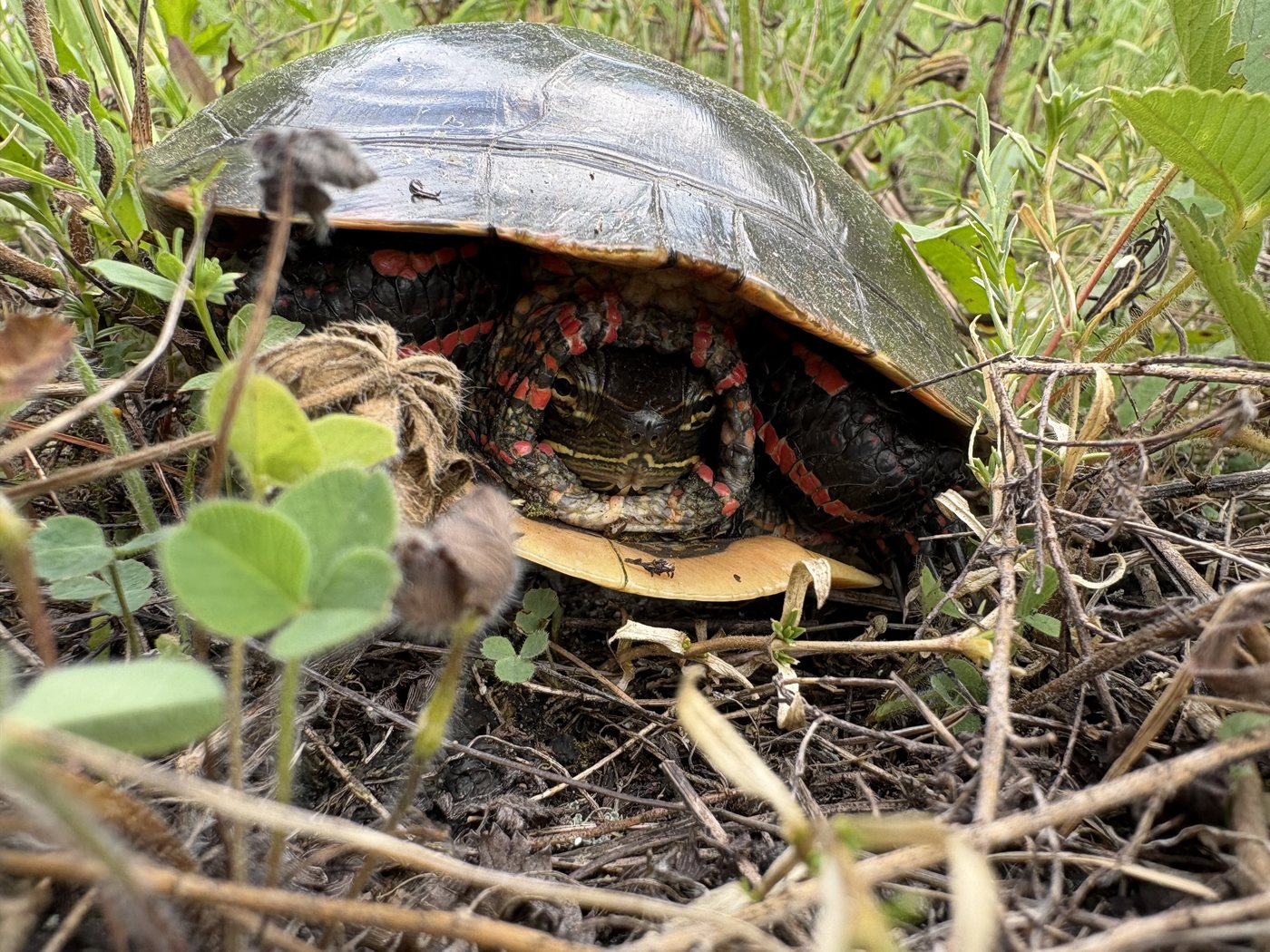 Painted turtle