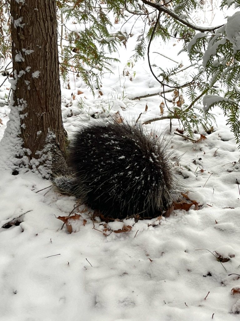 Porcupine