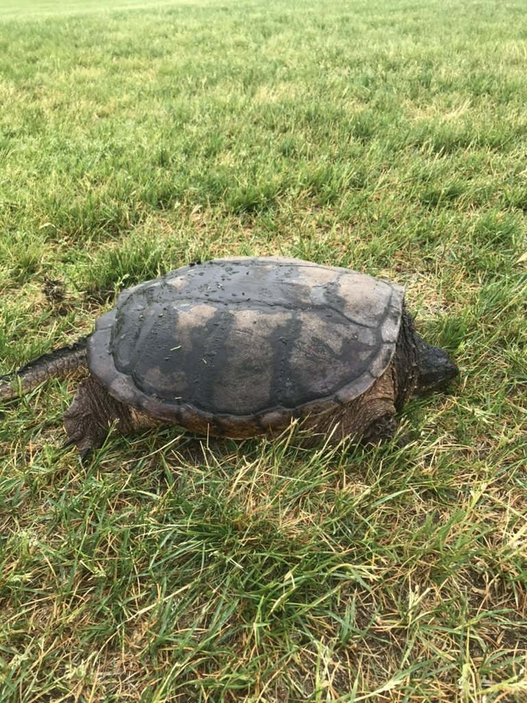 Snapping turtle