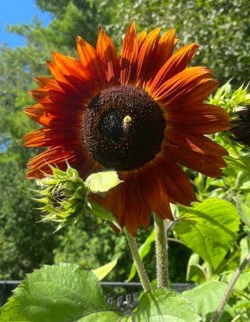 Sunflower, with bee — The gardens are planted for pollinators