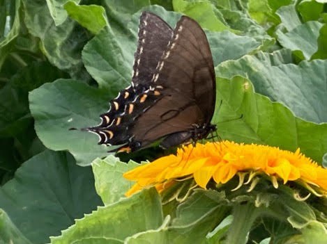 Black swallowtail