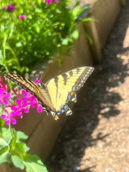 Tiger swallowtail
