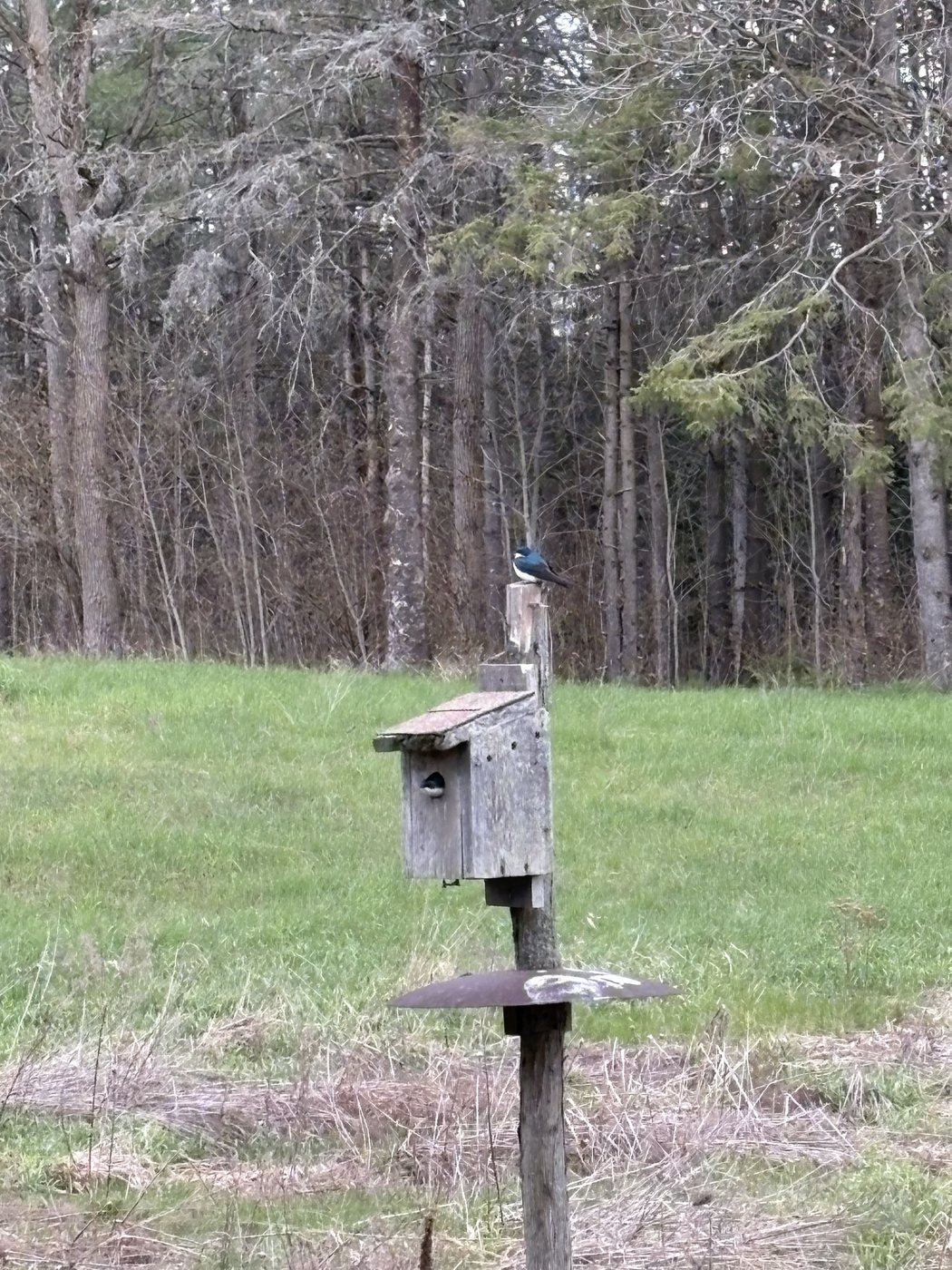 Nesting tree swallows — 4 May