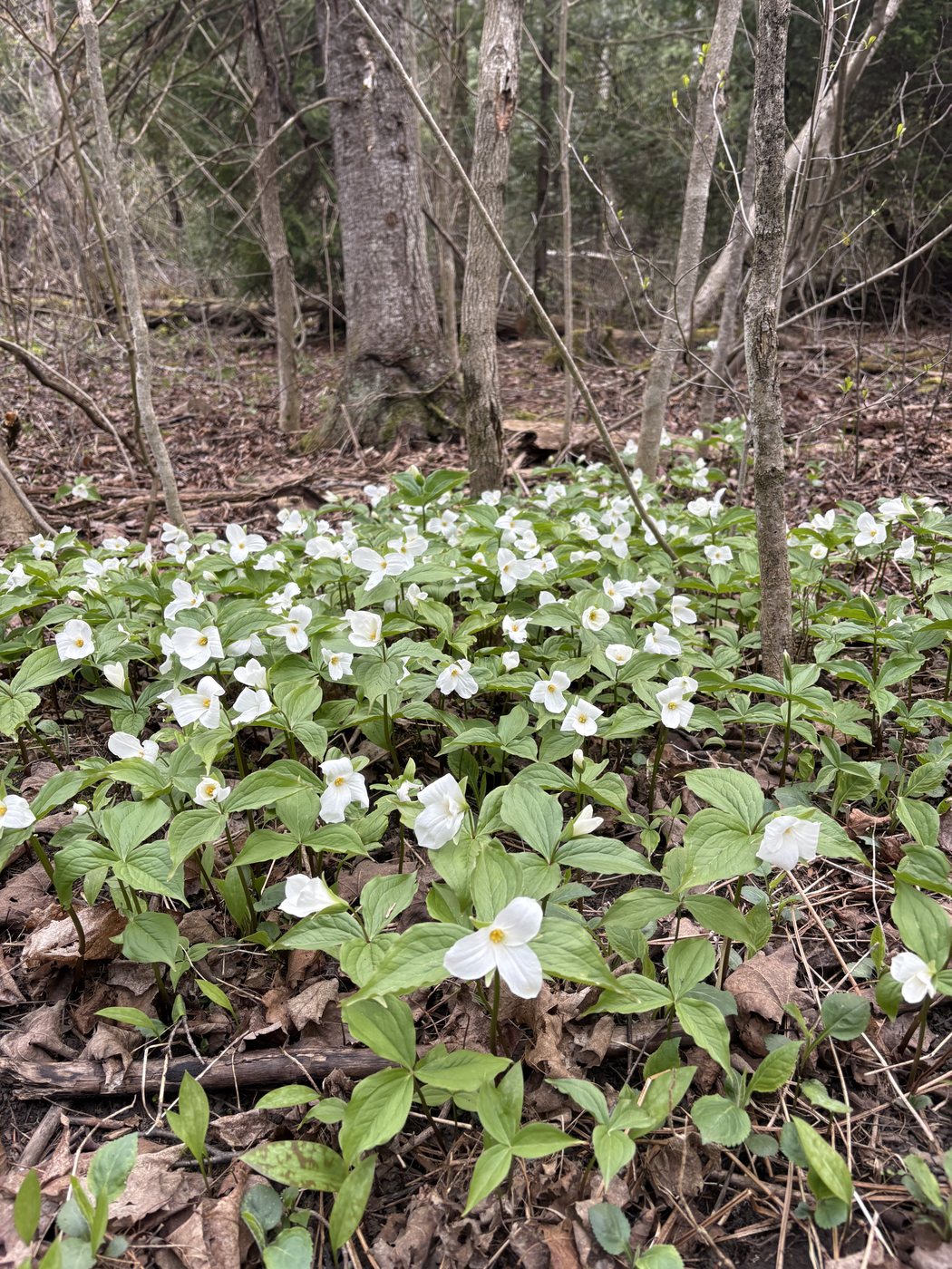 Trillium — The provincial flower, in drifts