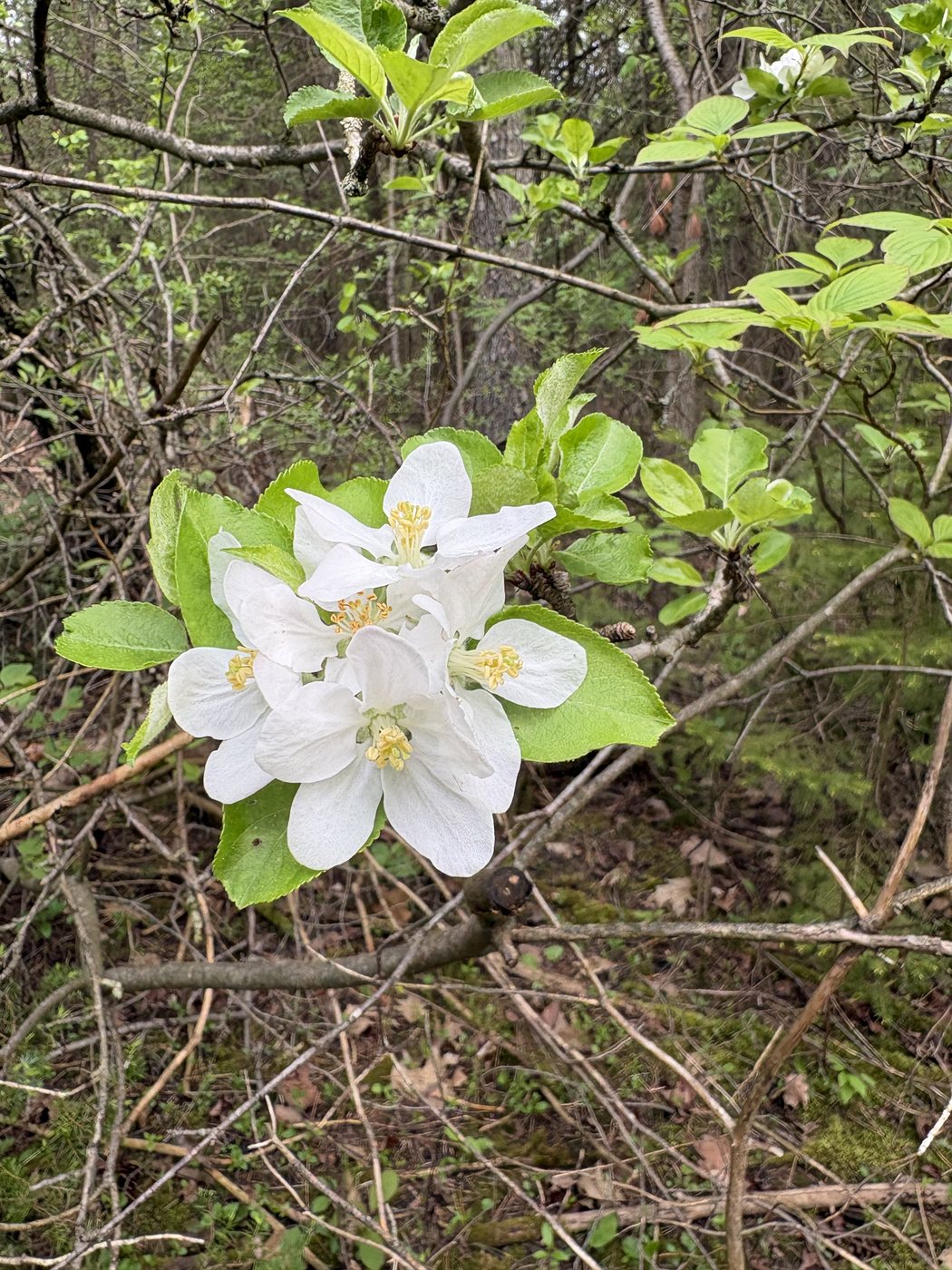 Wild pear