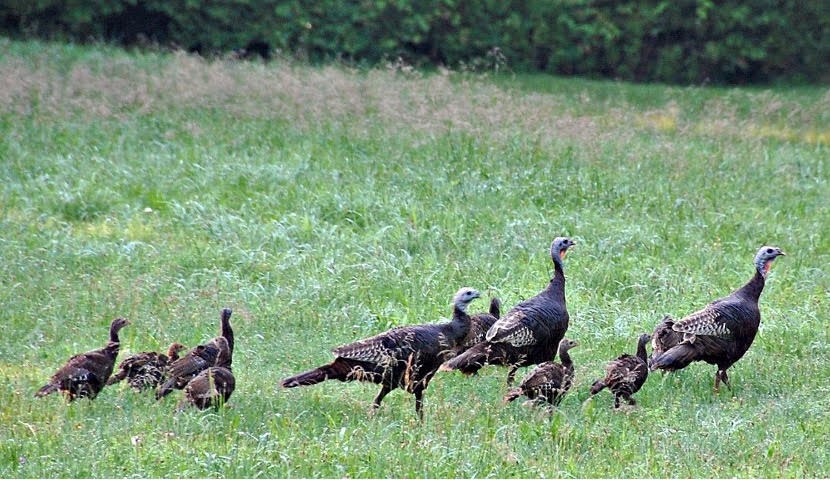Wild turkey family — Crossing the meadow