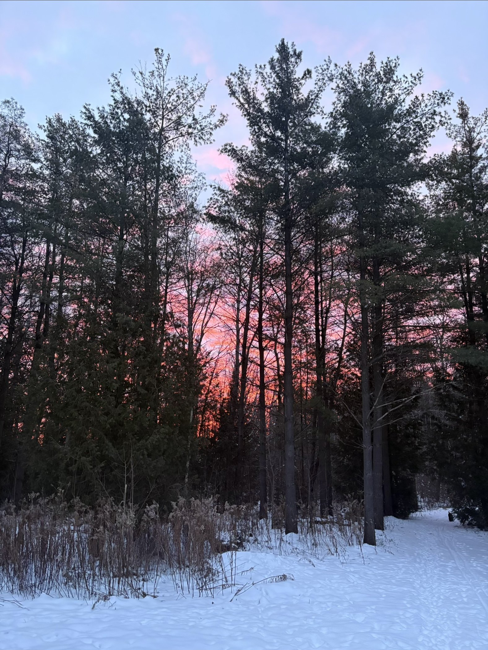 Winter dawn light on snow-covered pines