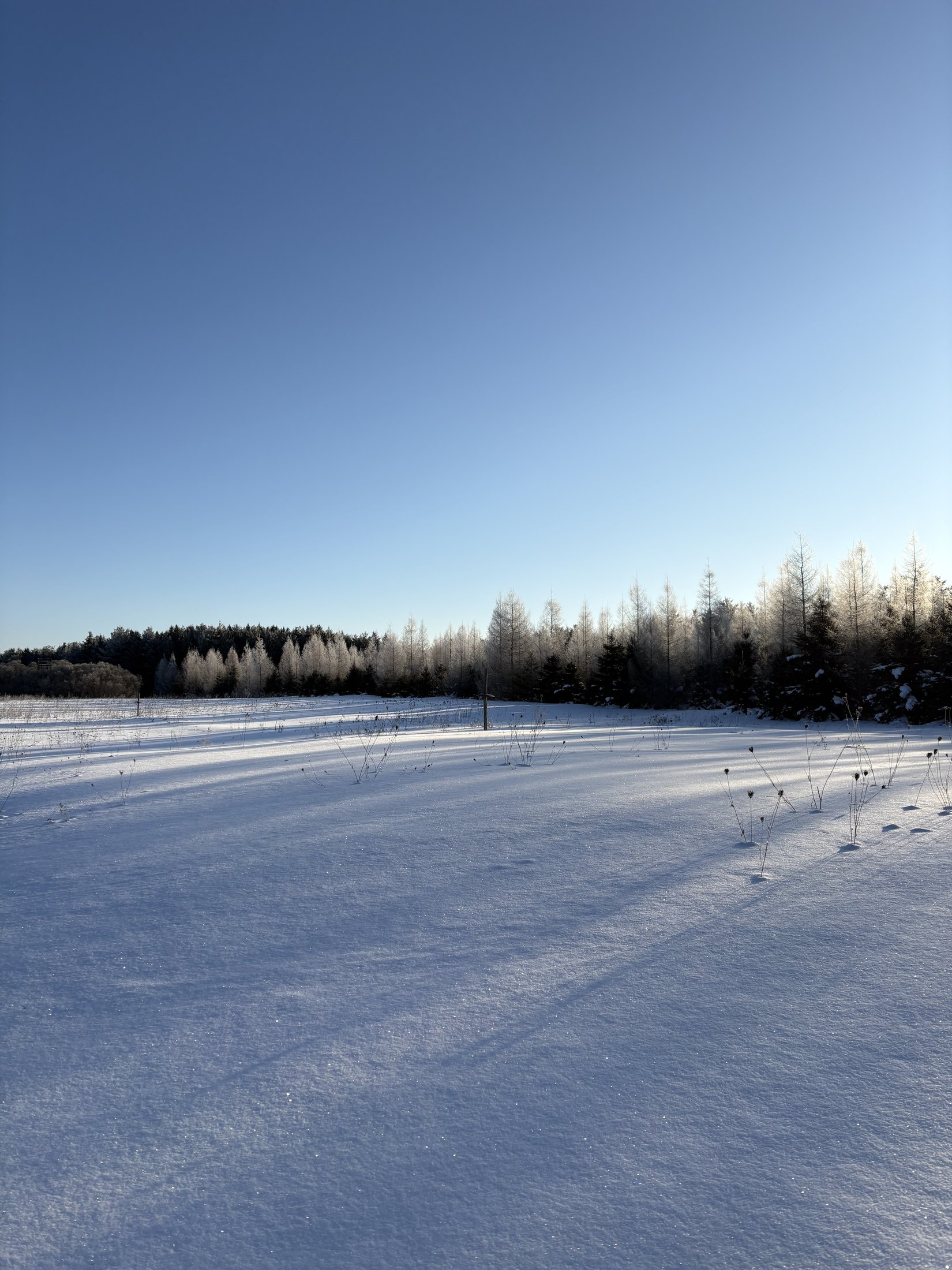 Snow lying across the meadow with larch along the treeline