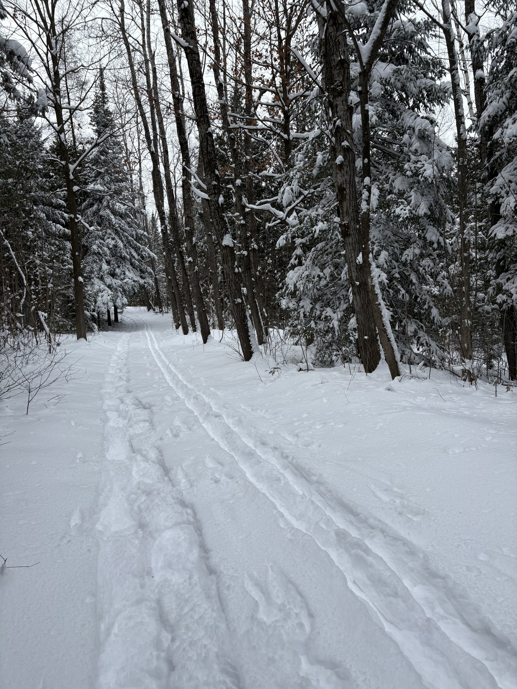 A trail through snow-covered conifers in winter, tracked by nordic skis and snowshoes