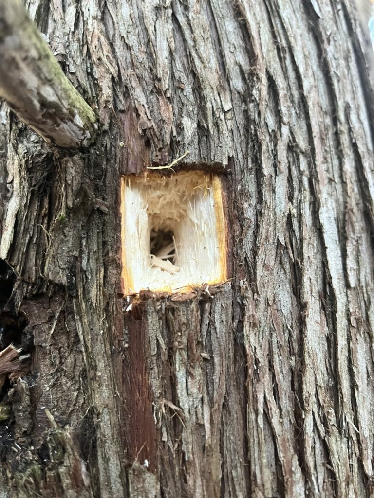 Pileated woodpecker work — The bird leaves rectangular excavations