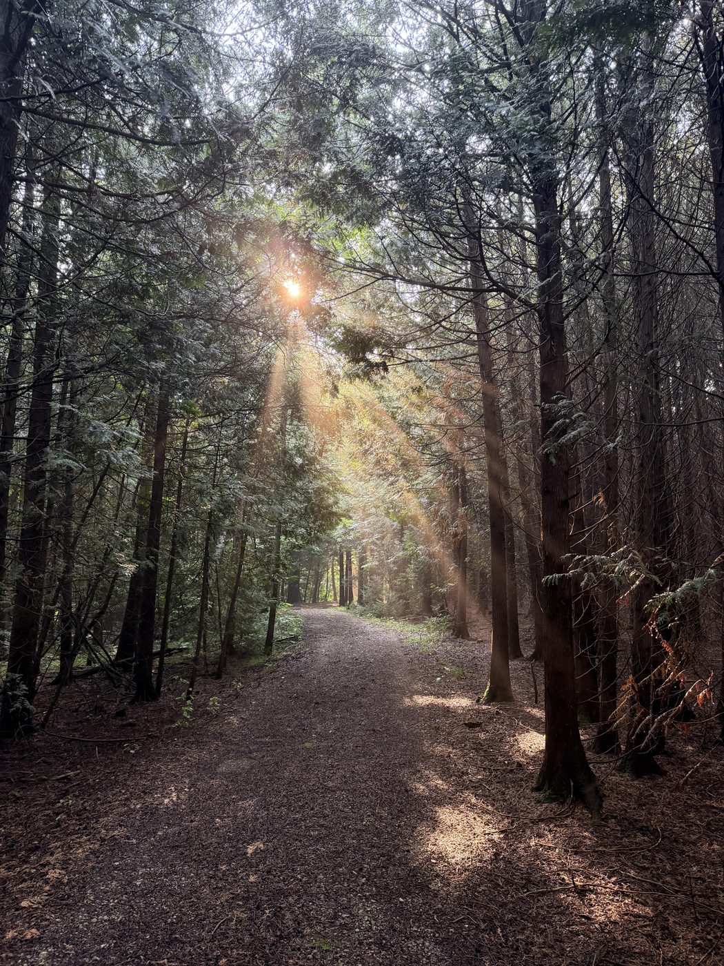 Morning light breaking through the cedars across a groomed private trail