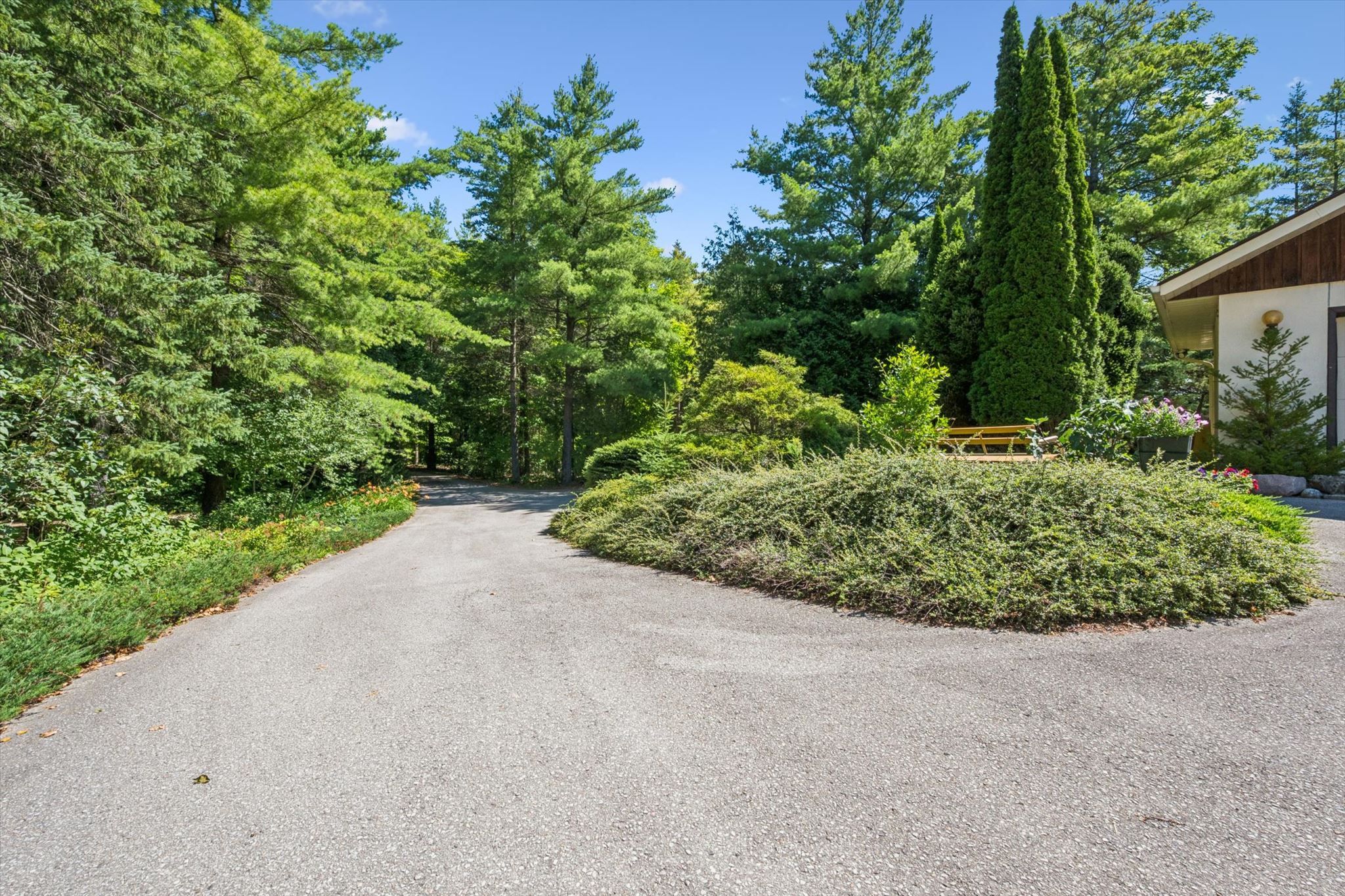The paved drive curving away through mature pines