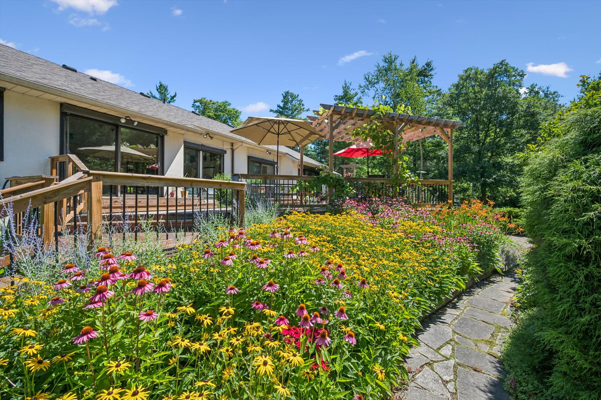 Coneflower and rudbeckia along the flagstone path