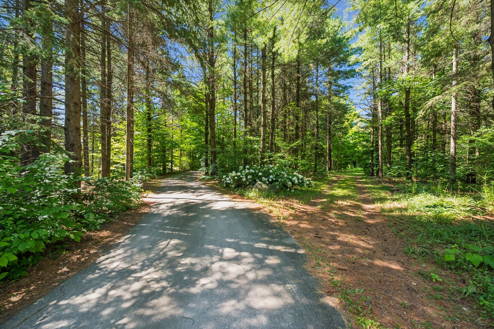 The drive through the pine plantation, a mown trail branching off