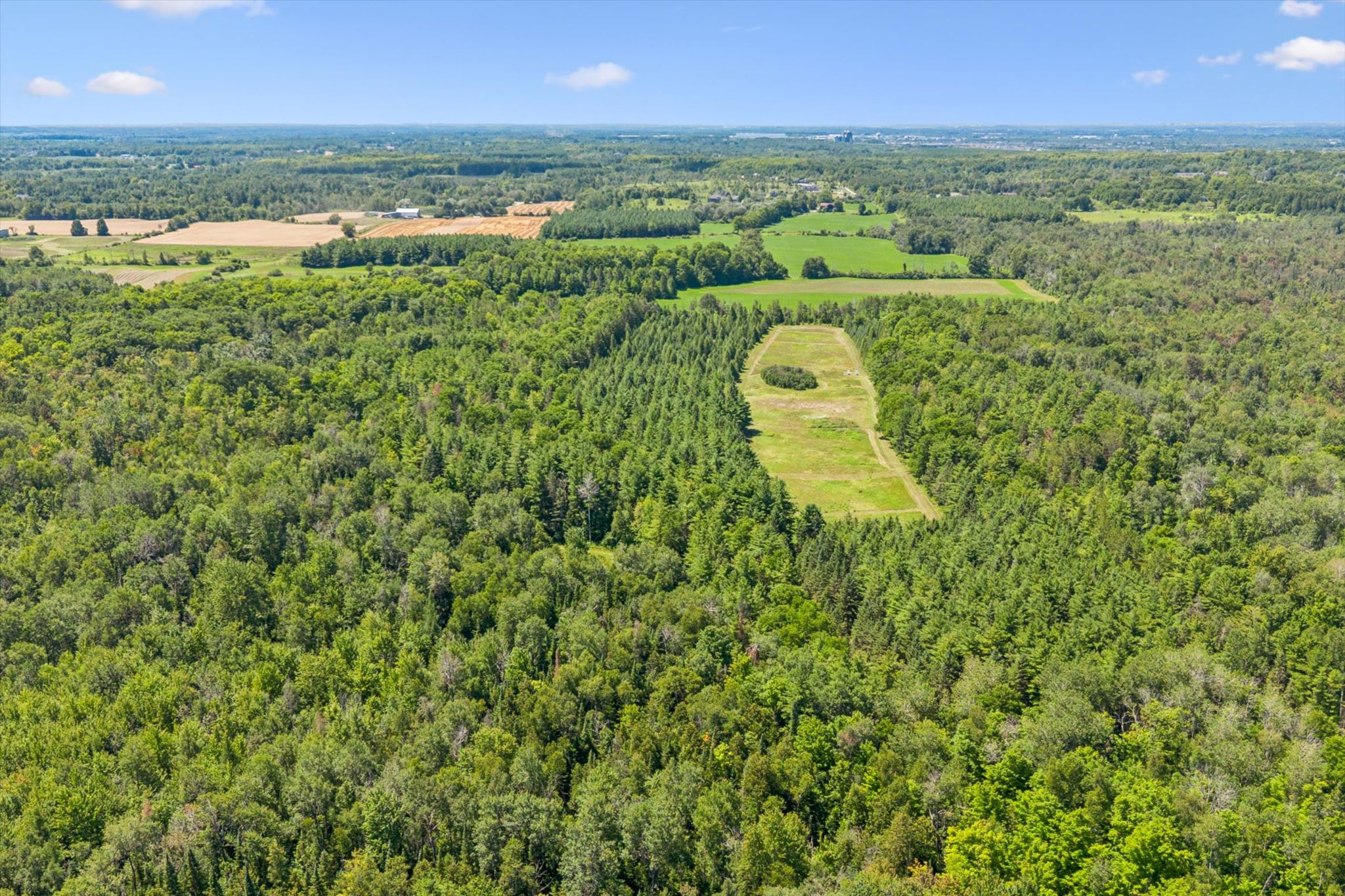 The long meadow clearing cut into the conifer plantation